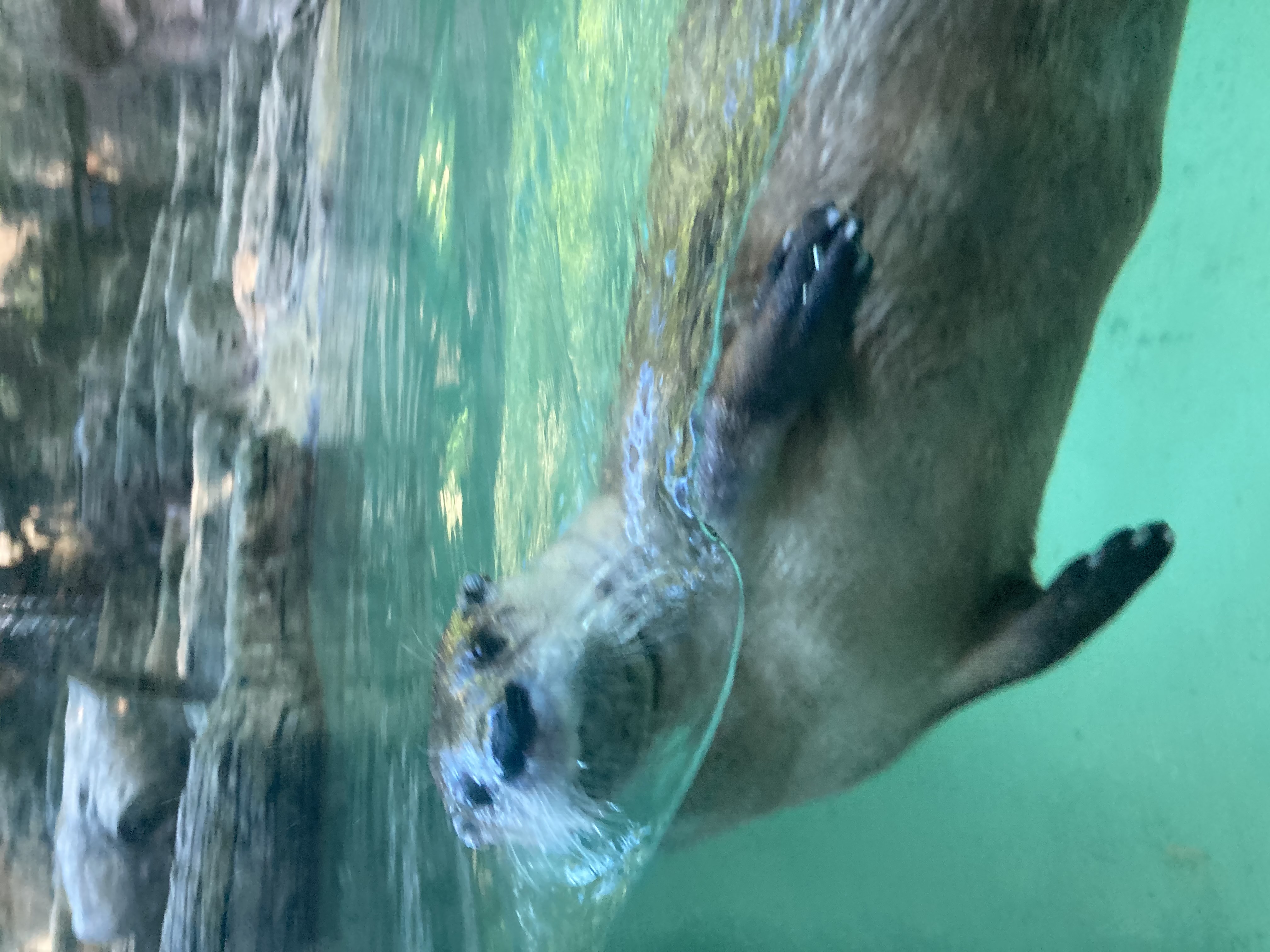 a slightly blurry photo of a light brown river otter as seen through a pane of glass. the otter has her body horizontal under the water and her stomach faces outward. her head is above the water and she is looking at the camera. blue water and various rocks make up the background.