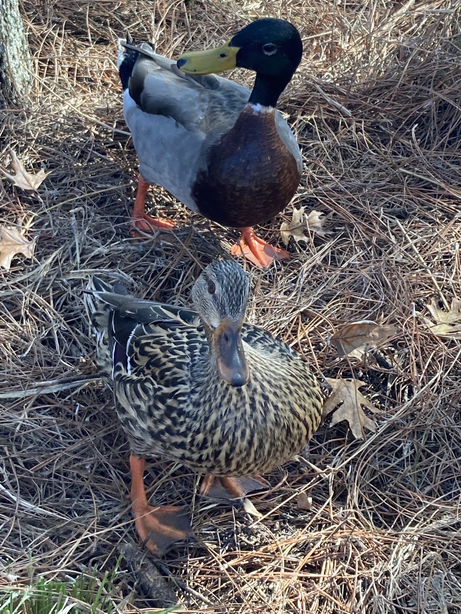 a pair of mallard ducks, one male and one female, standing on some fallen pine needles. the male is higher in the frame and has his head turned to the side, while the female is lower and is looking more straight-on