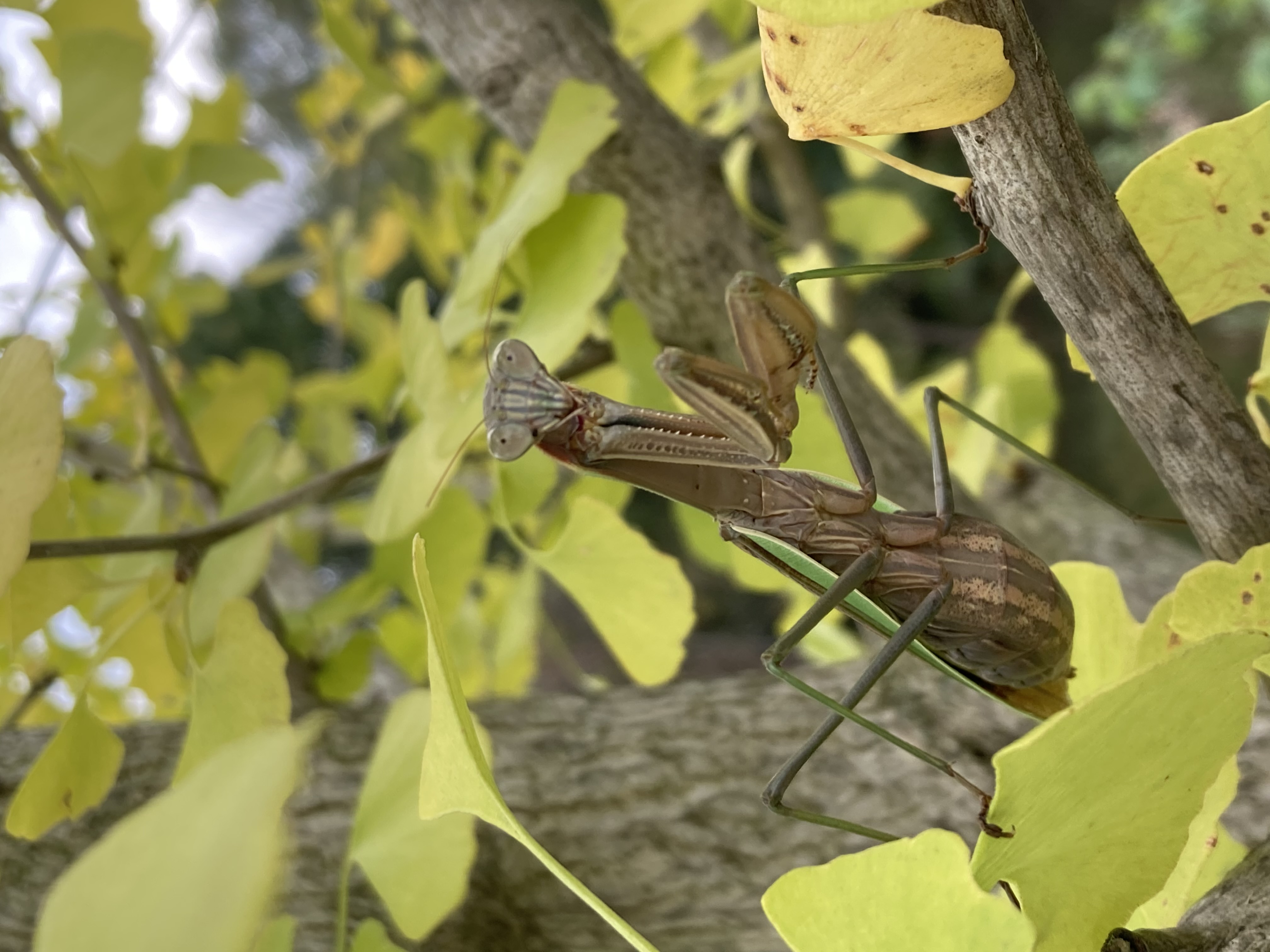 a green and brown praying mantis standing in a tree and looking at the camera. its right feet cling to a leaf while its left feet rest on a branch.