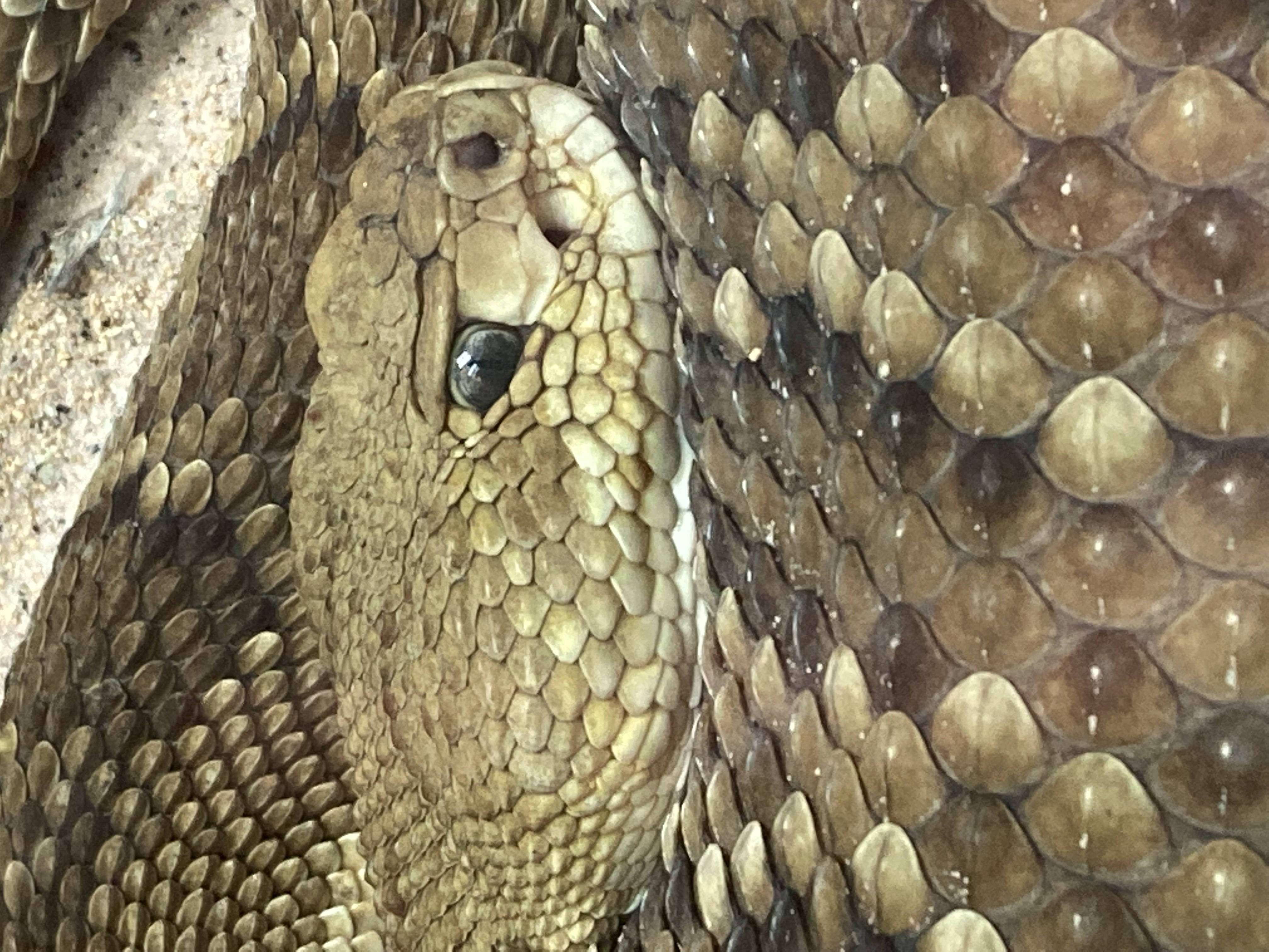 a closeup photo of a coiled rattlesnake with large scales of varying shades of gray and brown. the side of its head and one striking gray eye are visible in detail in the center of the frame