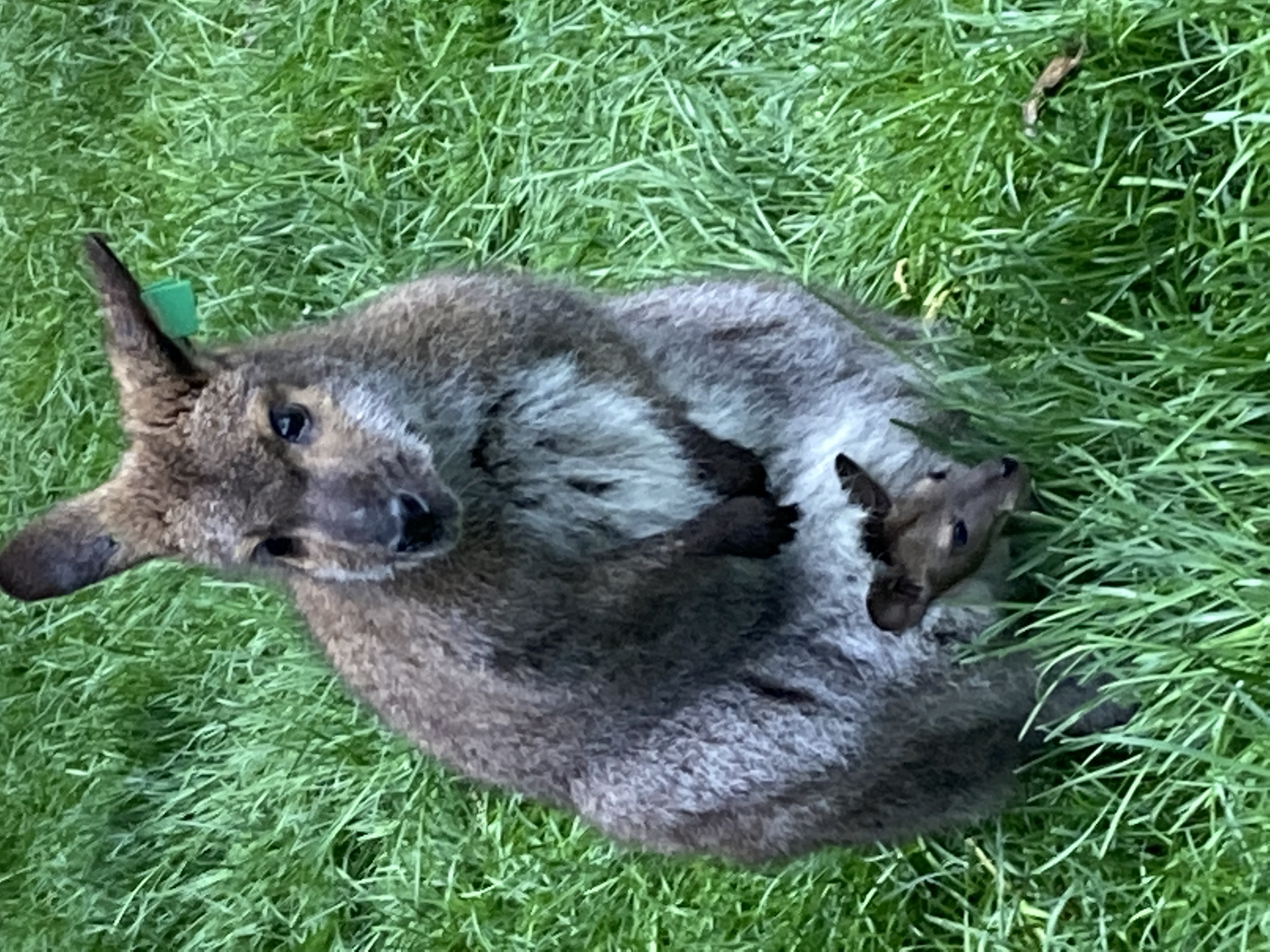 a female wallaby standing on her hind legs and looking slightly to the side. the head of a small joey is sticking out of her pouch.